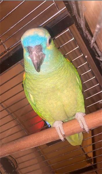 Grote foto papegaai te koop dieren en toebehoren parkieten en papegaaien