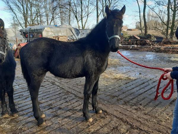Grote foto leuk fries hengst veulen dieren en toebehoren paarden