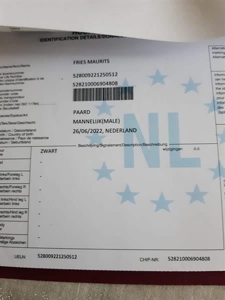 Grote foto leuk fries hengst veulen dieren en toebehoren paarden