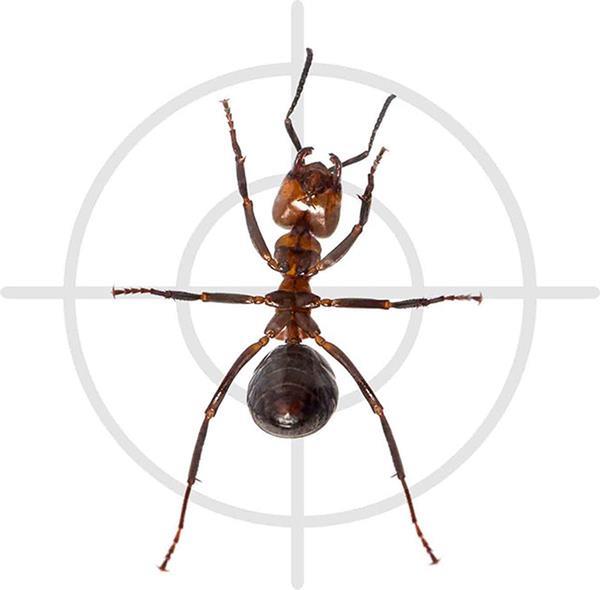 Grote foto vapona anti mieren dubbele lokdoos 2 stuks dieren en toebehoren insecten en spinnen