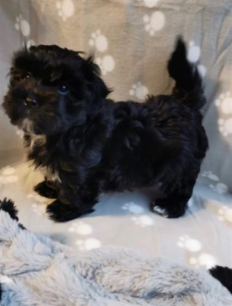 Grote foto magische bolonka zwetna puppy met stamboom dieren en toebehoren chihuahua en gezelschapshonden