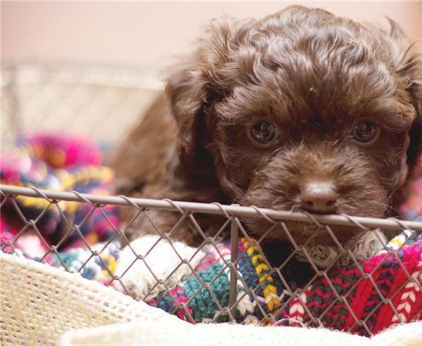 Grote foto magische bolonka zwetna puppy met stamboom dieren en toebehoren chihuahua en gezelschapshonden