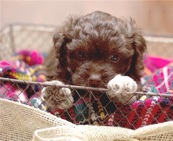 Grote foto magische bolonka zwetna puppy met stamboom dieren en toebehoren chihuahua en gezelschapshonden