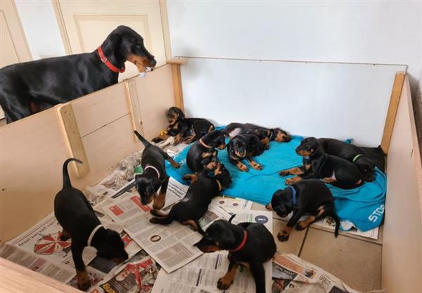 Grote foto bruine en zwarte dobermann pups beschikbaar. dieren en toebehoren bulldogs pinschers en molossers