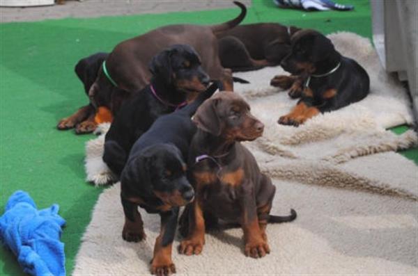 Grote foto bruine en zwarte dobermann pups beschikbaar. dieren en toebehoren bulldogs pinschers en molossers