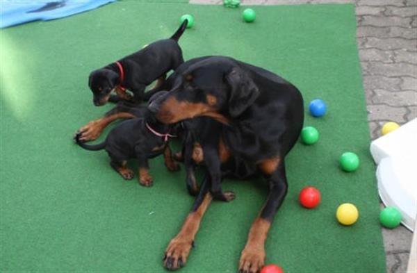 Grote foto bruine en zwarte dobermann pups beschikbaar. dieren en toebehoren bulldogs pinschers en molossers