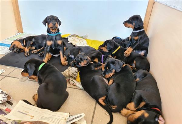 Grote foto bruine en zwarte dobermann pups beschikbaar. dieren en toebehoren bulldogs pinschers en molossers