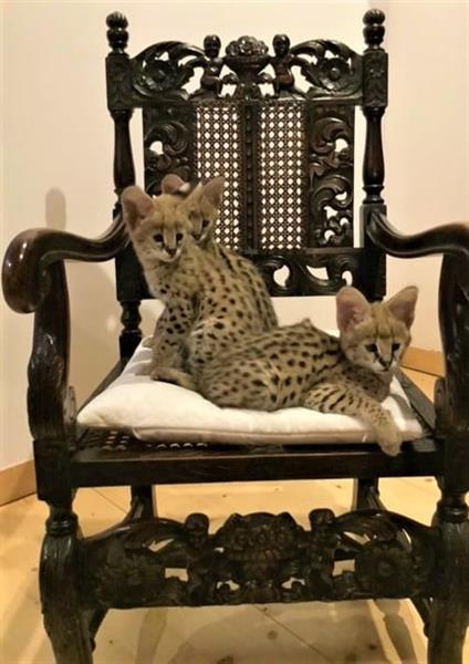 Grote foto savanne kitten caracal serval beschikbaar dieren en toebehoren poezen