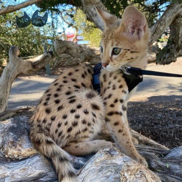 Grote foto savanne kitten caracal serval beschikbaar dieren en toebehoren poezen