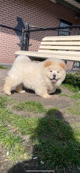 Grote foto prachtige gezonde chow chow pups te koop dieren en toebehoren poolhonden keeshonden en oertypen