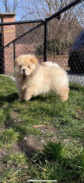 Grote foto prachtige gezonde chow chow pups te koop dieren en toebehoren poolhonden keeshonden en oertypen