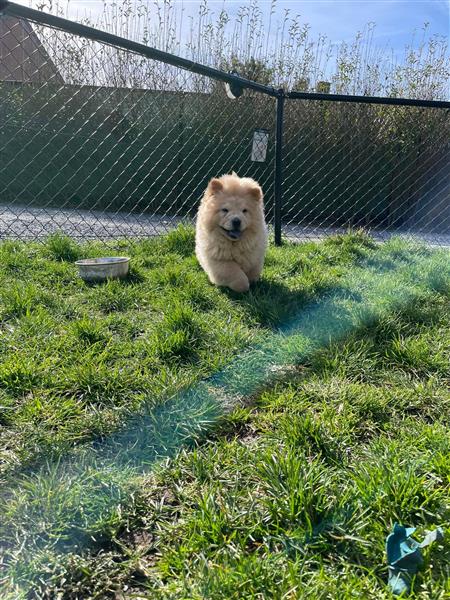 Grote foto prachtige gezonde chow chow pups te koop dieren en toebehoren poolhonden keeshonden en oertypen