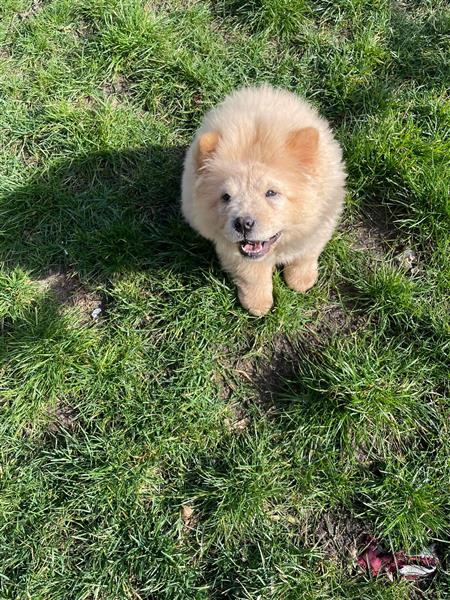 Grote foto prachtige gezonde chow chow pups te koop dieren en toebehoren poolhonden keeshonden en oertypen