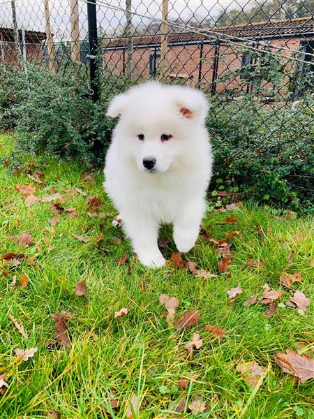 Grote foto zeer mooie samojeed pups te koop dieren en toebehoren poolhonden keeshonden en oertypen