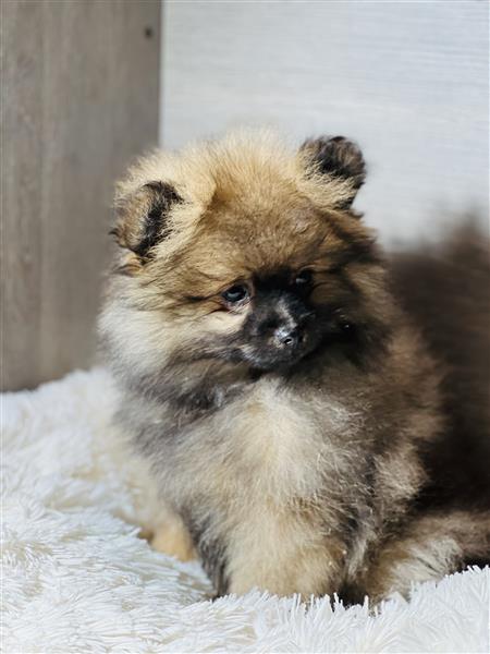 Grote foto keeshondjes pomeriaantjes te koop dieren en toebehoren poolhonden keeshonden en oertypen