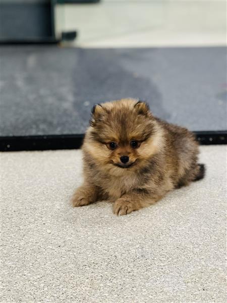 Grote foto keeshondjes pomeriaantjes te koop dieren en toebehoren poolhonden keeshonden en oertypen