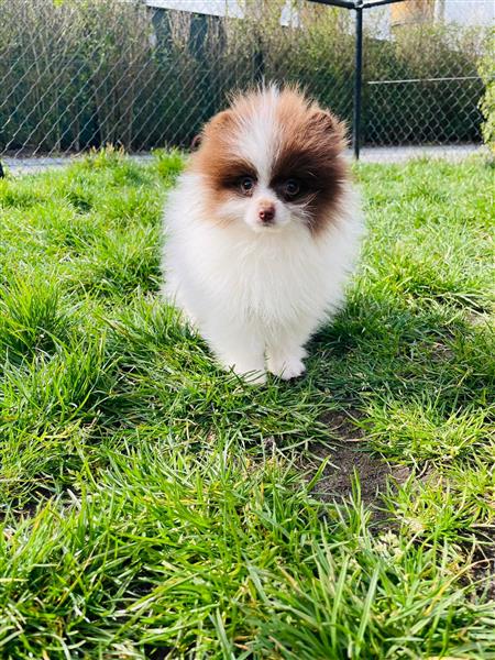 Grote foto keeshondjes pomeriaantjes te koop dieren en toebehoren poolhonden keeshonden en oertypen