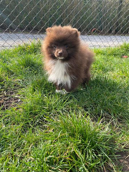 Grote foto keeshondjes pomeriaantjes te koop dieren en toebehoren poolhonden keeshonden en oertypen