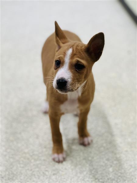 Grote foto belgische basenji pups te koop dieren en toebehoren poolhonden keeshonden en oertypen