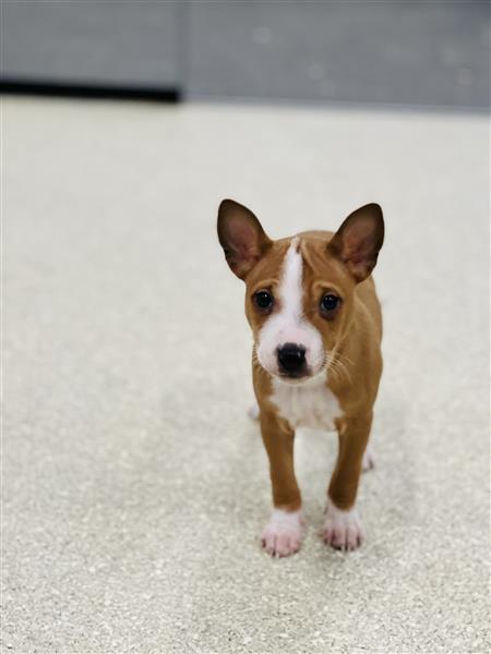 Grote foto belgische basenji pups te koop dieren en toebehoren poolhonden keeshonden en oertypen