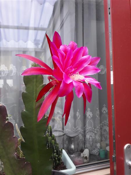 Grote foto mooie grote epiphyllum stek aangeb. huis en inrichting kamerplanten en bloempotten