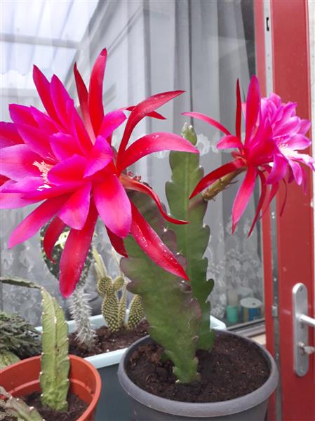 Grote foto mooie grote epiphyllum stek aangeb. huis en inrichting kamerplanten en bloempotten