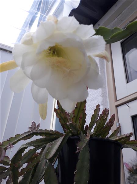 Grote foto mooie grote epiphyllum stek aangeb. huis en inrichting kamerplanten en bloempotten