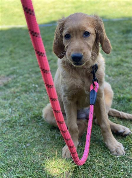 Grote foto comfortabele hondenriem riem voor kleine en grote honden reflecterend in diverse kleuren huis en inrichting woningdecoratie