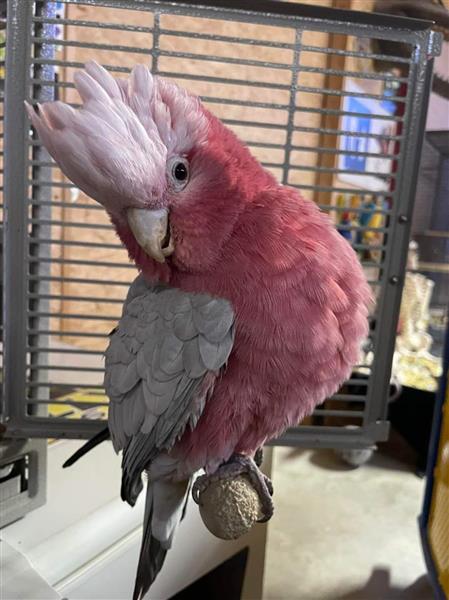 Grote foto roze kaketoe dieren en toebehoren parkieten en papegaaien