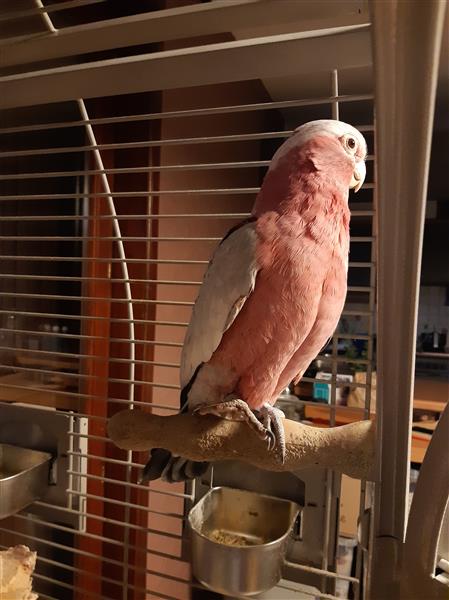 Grote foto roze kaketoe dieren en toebehoren parkieten en papegaaien