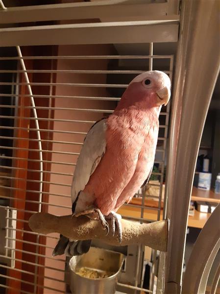 Grote foto roze kaketoe dieren en toebehoren parkieten en papegaaien