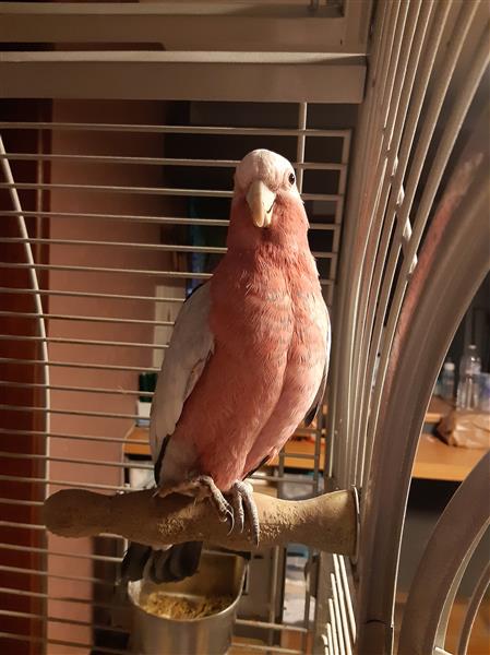 Grote foto roze kaketoe dieren en toebehoren parkieten en papegaaien