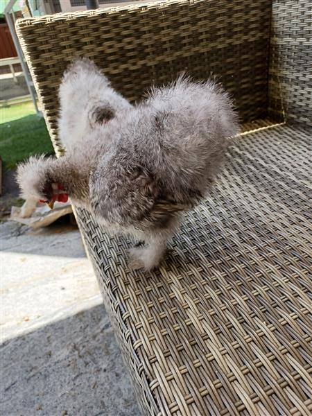 Grote foto lieve zijdehoen haantjes dieren en toebehoren pluimvee