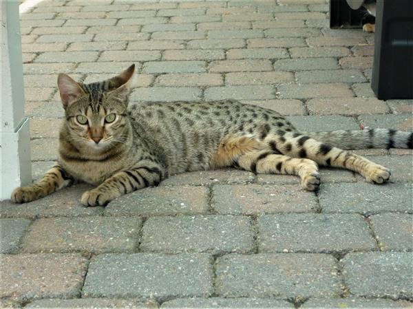 Grote foto savannah f4 sbt kitten dieren en toebehoren raskatten korthaar