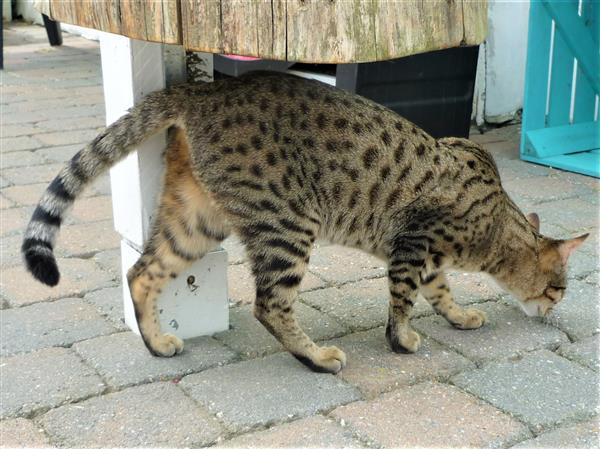 Grote foto savannah f4 sbt kitten dieren en toebehoren raskatten korthaar