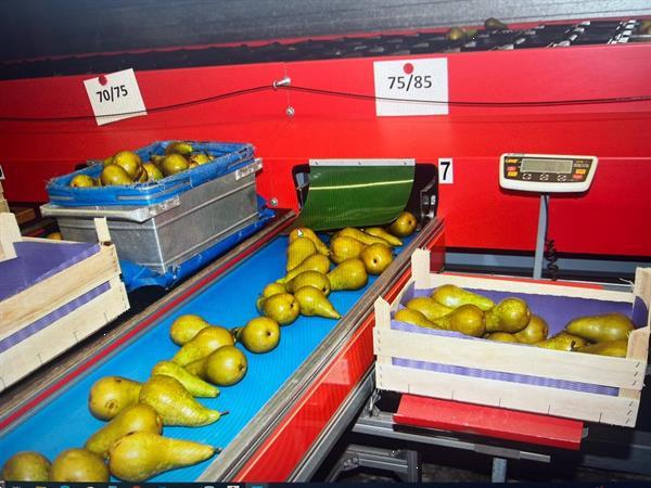 Grote foto aweta gm4 9 sorteermachine met stas waterdumper voor appels en peren agrarisch tuinbouw