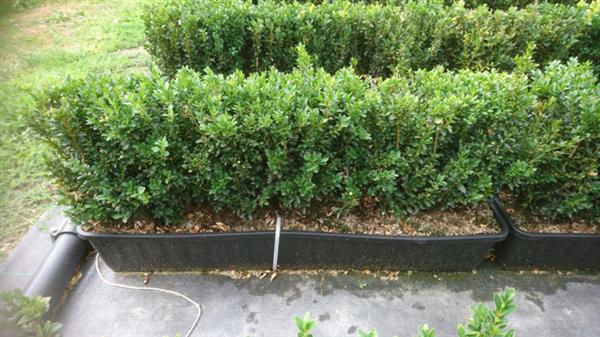 Grote foto buxus sempervirens kant en klaar haag hoogte 25 30 cm. tuin en terras sierplanten