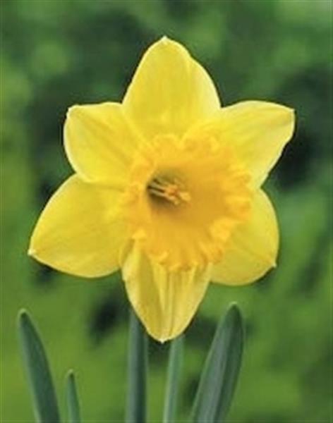 Grote foto narcissen carlton kleur geel prachtig sterk soort tuin en terras sierplanten