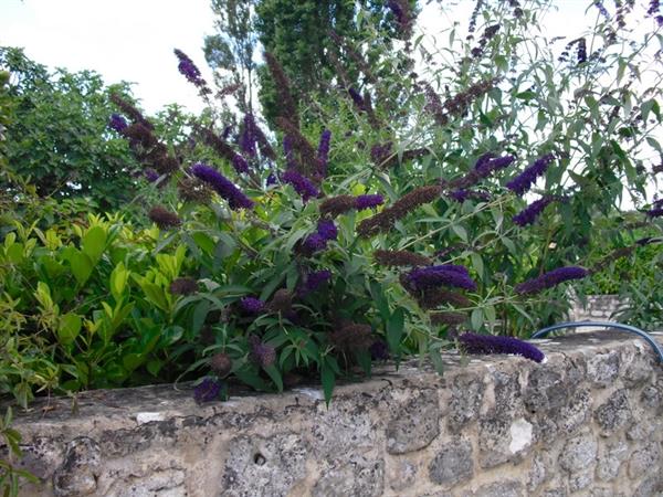 Grote foto buddleja dav. black knight kleur paarse vlinderstruik tuin en terras sierplanten