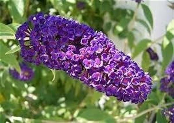 Grote foto buddleja dav. black knight kleur paarse vlinderstruik tuin en terras sierplanten