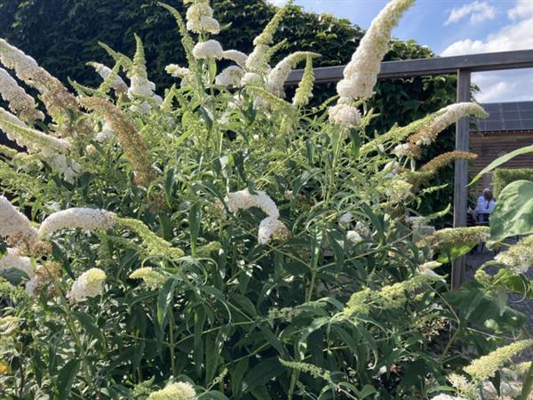 Grote foto buddleja dav. white profusion witte vlinderstruik tuin en terras sierplanten