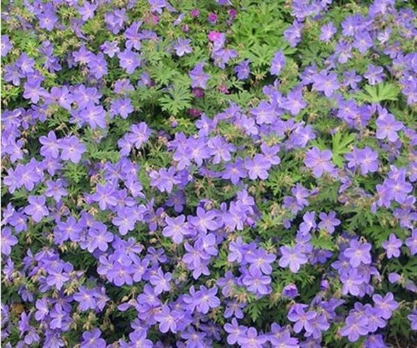 Grote foto geranium johnsons blue tuin en terras sierplanten