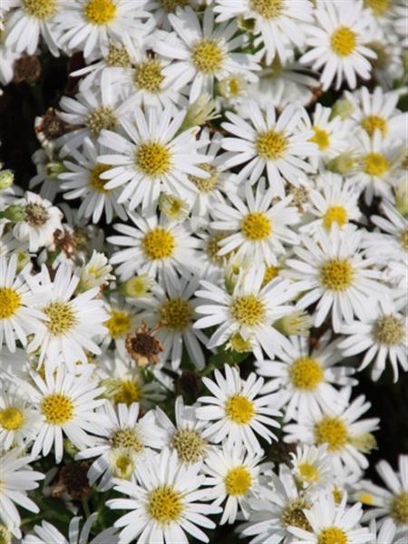 Grote foto aster d apollo herfstaster tuin en terras sierplanten