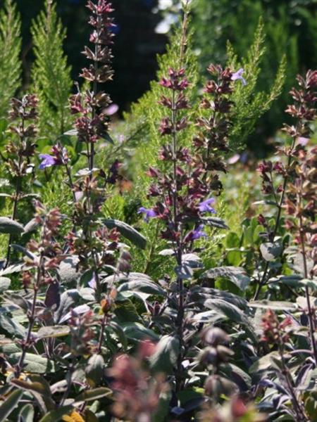 Grote foto salvia off. purpurascens tuin en terras sierplanten