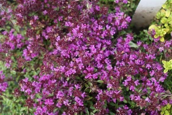 Grote foto thymus praecox purple beauty tuin en terras sierplanten