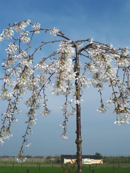 Grote foto prunus yedoensis ivensii witte treurkers tuin en terras bomen en struiken