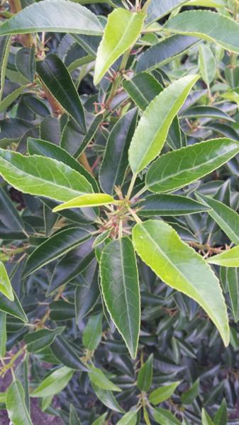 Grote foto portugese laurier prunus lusitanica angustifolia hoogstam tuin en terras bomen en struiken
