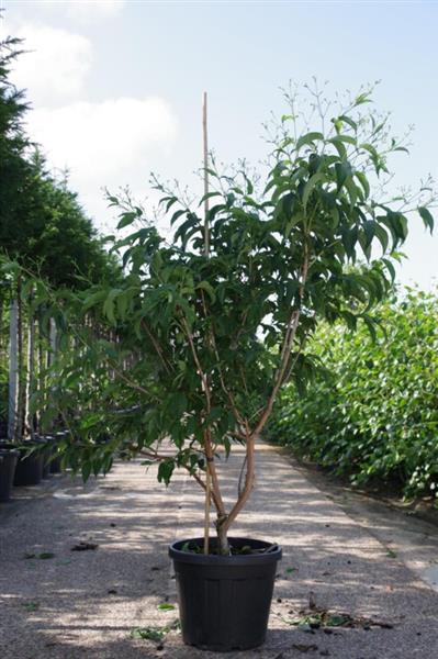 Grote foto heptacodium miconioides zevenzonenboom struikvorm 150 200 cm. tuin en terras sierplanten