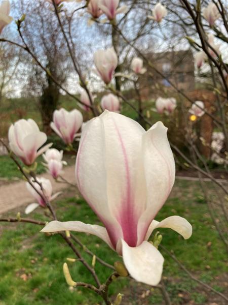 Grote foto magnolia soulangeana meerstammige beverboom tulpenboom tuin en terras sierplanten