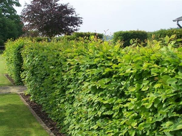 Grote foto haagbeuk bladverliezend carpinus betulus tuin en terras sierplanten